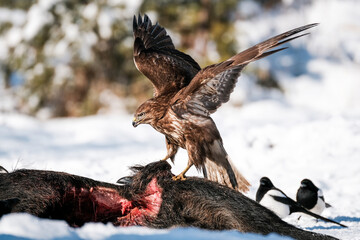 Common buzzard on the carcass