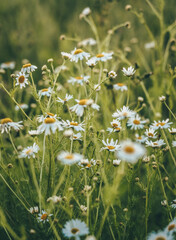 field of daisies