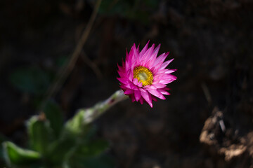 Close up of a flower head of the Pink Everlasting flower (Helichrysum) growing in the Royal Natal National Park.