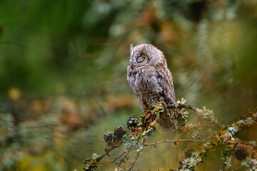 The Eurasian scops owl ,Otus scops, European scops owl with closed eyes
