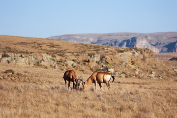 Two Red hartebeest antelope standing in the field grazing. Reddish-brown animals with black markings contrasting against its white abdomen and behind, they have curving horns.
