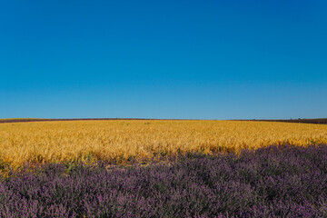 field of flowers of purple lavender and ripe yellow wheat harvest