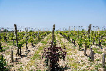 Fototapeta na wymiar Vignes bordelaises dans le vignoble de Bordeaux avec joli ciel bleu