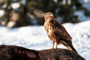 Common buzzard on the carcass