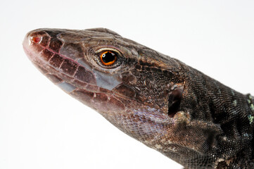 Gallot's lizard from Tenerife // Kanareneidechse (Gallotia galloti eisentrauti) von Teneriffa