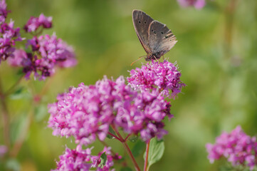 Ringlet (Aphantopus hyperantus) butterfly on purple flower of broad-leaved thyme