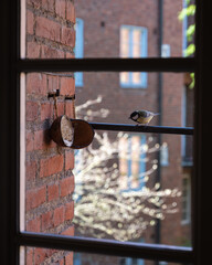A great tit is sitting on a metal rod attached to a brick building looking at some coconut used as bird feeder as it is gathering food during spring