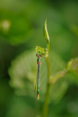 Lestidae damselfly (spreadwing, spread-winged damselfly) on green twig
