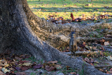 Malaysian Night Heron, The young birds are feeding on the lawn