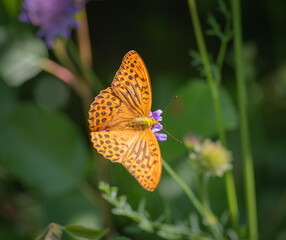 The silver-washed fritillary butterfly on flower of field scabious
