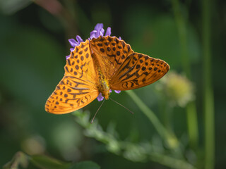 The silver-washed fritillary butterfly on flower of field scabious
