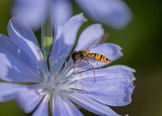 Marmalade hoverfly (Episyrphus balteatus) on a bright blue flower of common chicory