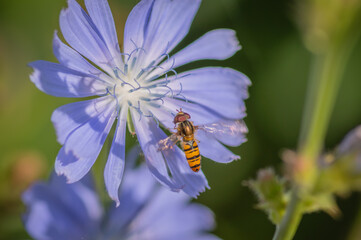 Marmalade hoverfly (Episyrphus balteatus) on a bright blue flower of common chicory