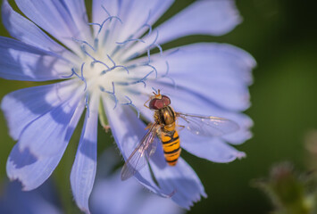 Marmalade hoverfly (Episyrphus balteatus) on a bright blue flower of common chicory