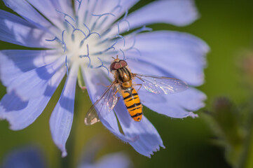 Marmalade hoverfly (Episyrphus balteatus) on a bright blue flower of common chicory