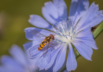 Marmalade hoverfly (Episyrphus balteatus) on a bright blue flower of common chicory
