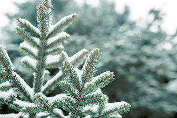 Spruce branch in the snow with short needles close-up. Natural background, green Christmas tree texture, winter pattern. Christmas, new year. Space for text. Selective focus