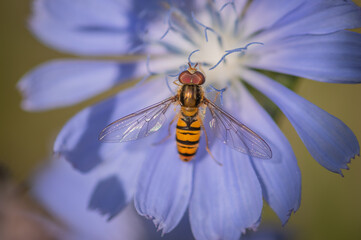 Marmalade hoverfly (Episyrphus balteatus) on a bright blue flower of common chicory