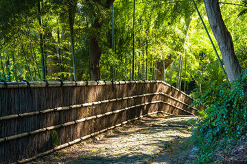 Obraz premium 日本 静岡県浜松市、浜松城公園の竹林の道