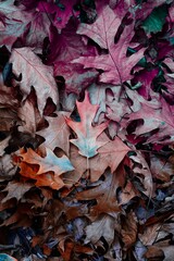 brown and multi colored leaves on the ground in autumn season, autumn mode