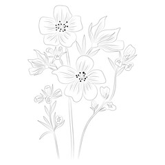 Obraz premium Wildflowers. Hand drawing. Black engraving, graphics, line art. Vintage. Black and white. Isolated vector illustration.