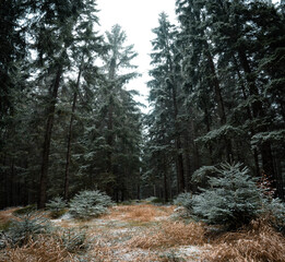 Frozen Forest in the Winter