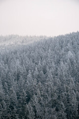 Frozen Trees in the Winter