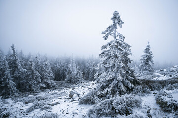 Frozen Trees in the Winter