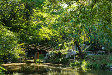 Fototapeta na wymiar 日本　静岡県浜松市、浜松城公園の日本庭園