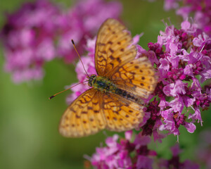 Lesser marbled fritillary (Brenthis ino) butterfly on purple flower of broad-leaved thyme
