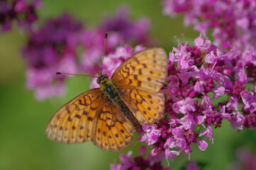 Lesser marbled fritillary (Brenthis ino) butterfly on purple flower of broad-leaved thyme
