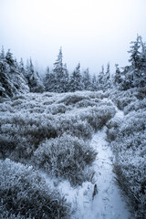 Frozen Forest in the Winter