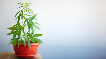 Growing hemp bush in pot at home on a windowsill. Beautiful background of green leaves on cannabis...