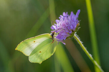 Closeup of common brimstone (Gonepteryx rhamni) butterfly on pink flower of field scabious in the meadow
