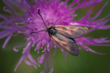 Closeup of brightly coloured, day-flying moth Zygaena sp. on purple flower of brown knapweed
