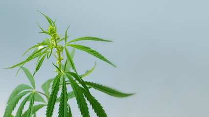 Concept breeding of marijuana in pot, cannabis, legalization, CBD oil. Cannabis plant grown commercially for hemp production. Herbal alternative medicine. Copy space with blurred background
