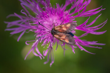 Closeup of brightly coloured, day-flying moth Zygaena sp. on purple flower of brown knapweed

