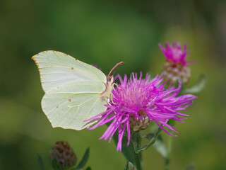 Closeup of common brimstone (Gonepteryx rhamni) butterfly on purple flower of brown knapweed
