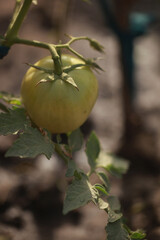 vertical closeup of a green small tomato fruit