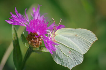 Closeup of common brimstone (Gonepteryx rhamni) butterfly on purple flower of brown knapweed