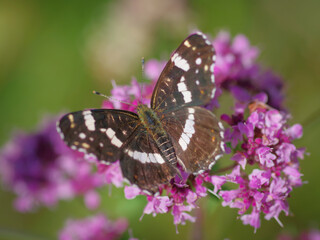 The map butterfly (Araschnia levana) on purple flower of broad-leaved thyme