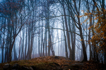 Mystical autumn foggy forest in Lithuania, the baltics, Europe