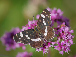 The map butterfly (Araschnia levana) on purple flower of broad-leaved thyme