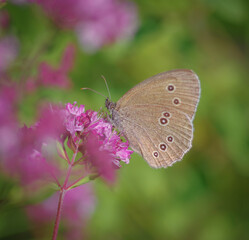 Ringlet (Aphantopus hyperantus) butterfly on purple flower of broad-leaved thyme