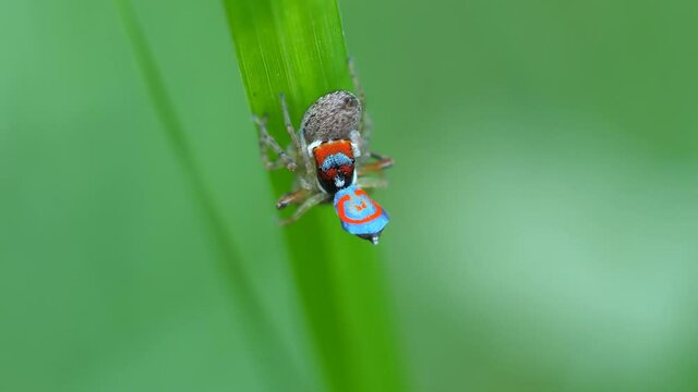 high frame rate close up clip of two m splendens peacock spiders mating