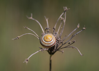 Stripy yellow and brown shell of snail lying in the center of dry umbel against green blurry background