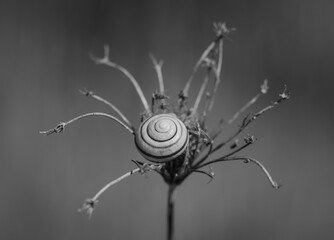Monochrome image of shell of snail lying in the center of dry umbel against blurry background
