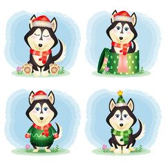 a cute husky dog christmas characters collection with a hat, jacket, scarf and gift box
