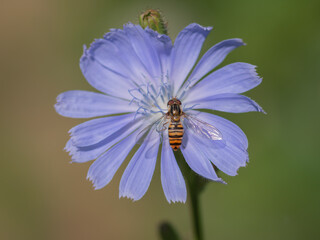 
Marmalade hoverfly (Episyrphus balteatus) on a bright blue flower of common chicory
