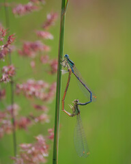 Pair of the white-legged damselfly or blue featherleg (Platycnemis pennipes) mating on grass in green meadow
